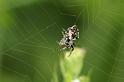 Cyclosa_conica_D4875_Z_89_Les Gris_Frankrijk